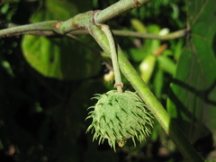 Macaranga aleuritoides