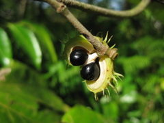 Macaranga aleuritoides