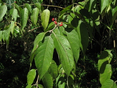 Callicarpa pentandra