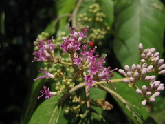Callicarpa pentandra