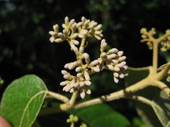 Callicarpa pentandra