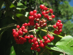 Callicarpa pentandra