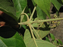 Callicarpa pentandra