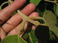 Callicarpa pentandra