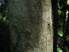 Callicarpa pentandra