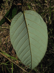 Macaranga punctata