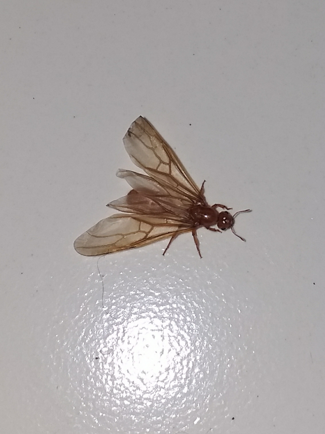 Tranopelta gilva