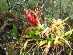 Tillandsia imperialis