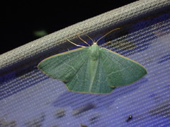 Thalassodes quadraria