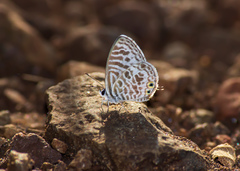 Leptotes plinius plinius