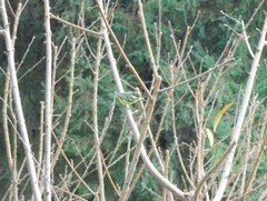 Periparus venustulus