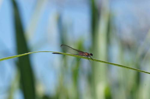 Hetaerina cruentata