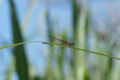 Hetaerina cruentata