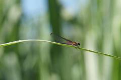 Hetaerina cruentata