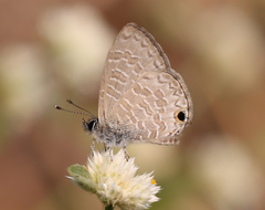 Prosotas nora ardates