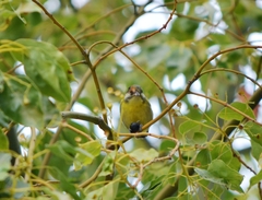 Periparus venustulus
