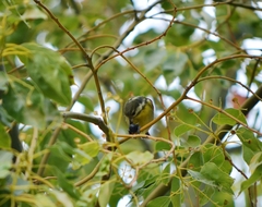 Periparus venustulus