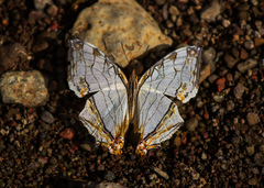 Cyrestis thyodamas indica