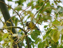 Periparus venustulus