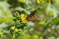 Eresia phillyra phillyra