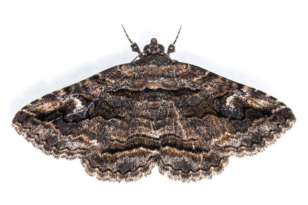 Zaleops umbrina