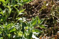 Adelpha iphicleola iphicleola