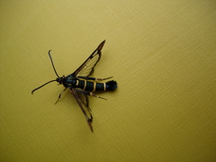 Synanthedon conopiformis