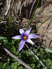 Romulea columnae grandiscapa
