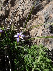Romulea columnae grandiscapa