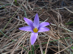 Romulea columnae grandiscapa