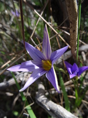 Romulea columnae grandiscapa