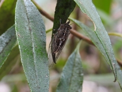 Cicadettini