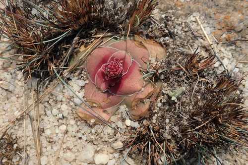 Crassula compacta