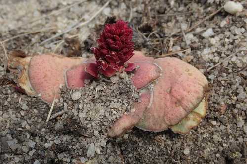 Crassula compacta