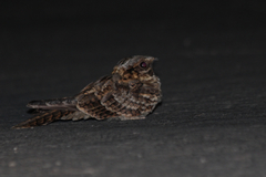 Caprimulgus ruficollis