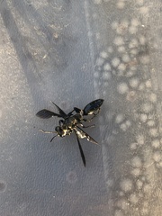 Sphex fumipennis