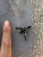 Sphex fumipennis