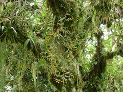 Mediocalcar versteegii