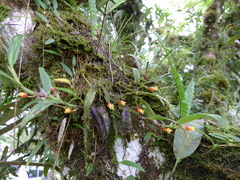 Mediocalcar versteegii