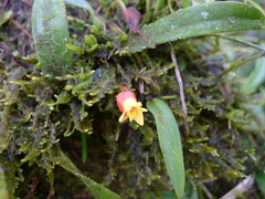 Mediocalcar versteegii