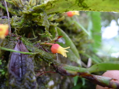 Mediocalcar versteegii