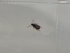 Callosobruchus maculatus