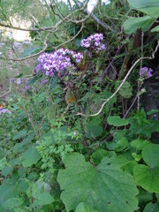 Pericallis webbii