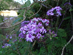 Pericallis webbii