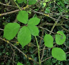 Rubus cumbrensis