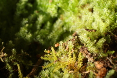 Ceramanus clatritexta