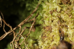 Ceramanus clatritexta