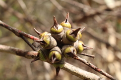 Eucalyptus cornuta