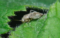 Compsidolon salicellum
