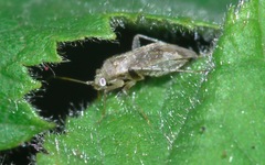 Compsidolon salicellum